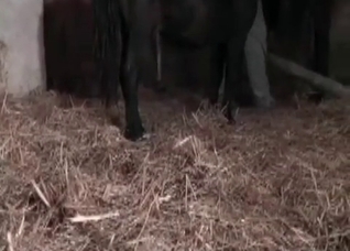 Small dark horse in the old barn