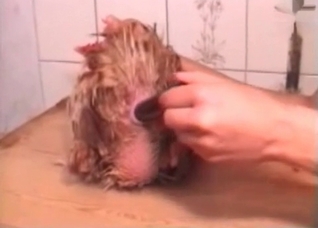 Cock is being fucked by a dildo