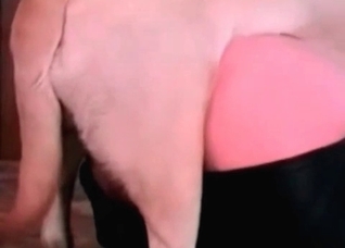 Lovely police doggy fucks a zoophile girl