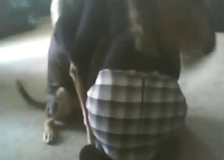 Checkered skirt housewife licked by a pet