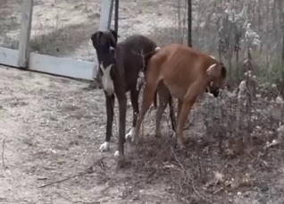 Doggy style DOG fuck with deranged beasts