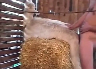 Goat pussy is his favorite thing to fuck