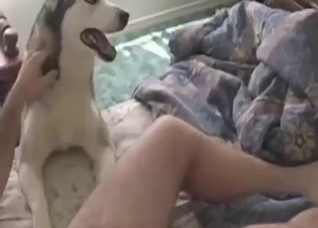 Husky dog gets impaled on his meaty boner