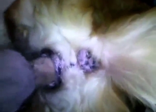 Dude drilling into the dog's wet pussy HARD