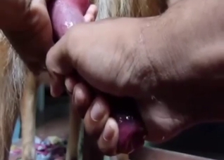 Dude grabs the dog's dick and strokes it a lot
