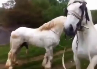 Mare vs. stallion outdoor zoo fuck scene