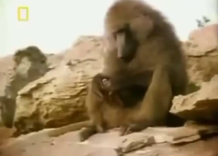 Compiled zoophile porn content with monkeys