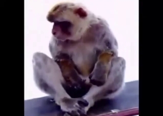 Compiled zoophile porn content with monkeys