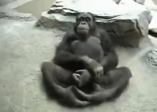 Compiled zoophile porn content with monkeys