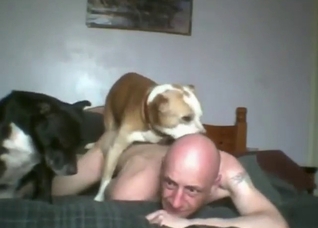 Anal zoo sex with a bald-headed bottom bitch