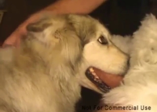Ruff oral bestiality porn with deepthroating