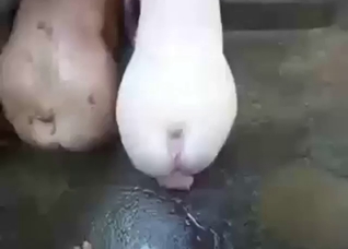 Vintage zoo XXX clip with plenty of pigs
