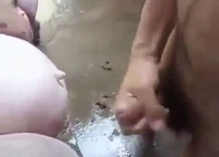 Vintage zoo XXX clip with plenty of pigs