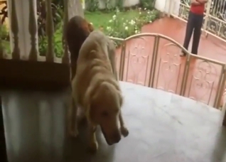 Healthy dose of zoo sex with two dogs fucking