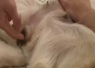 Hot guy annihilates that dog's pussy