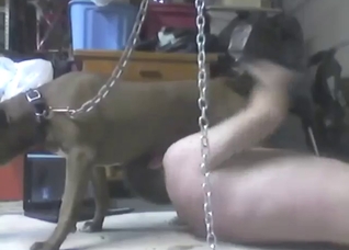 Brown cock of a sexy dog sucked by a dude