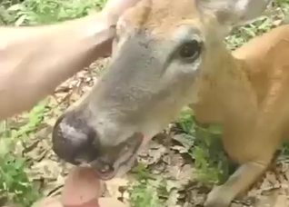 Good-looking guy fucks a deer to get off