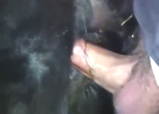 Anal hole of a sexy stallion is getting REKT