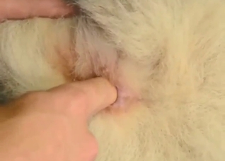 Lovely sex scene with a sexy beast cumming