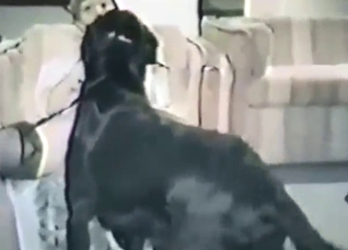 Hot vintage movie with plenty of dog fucking