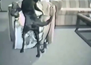 Hot vintage movie with plenty of dog fucking