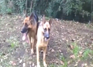 Dogs with sexy bodies just fucking around