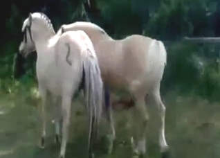 Gape movie scene with two ponies that are WILD