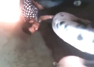 Pig vs guy fuck scene with a very eager guy