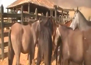 Sexy horses fucking around harder than ever