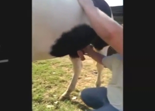 Horse dick gets sucked off by a nasty guy