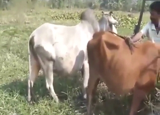Sexy brown cow is going to fuck a white one