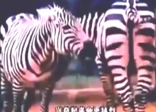 Zebra fuck scene with lots of fucking involved