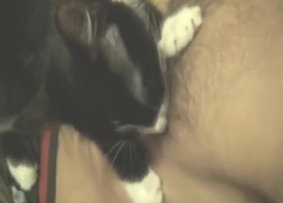 Cat is going to lick nipples prior to hard fucking