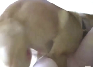 Dude enjoying his dog's cock in his gay asshole