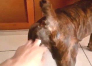 Dude squatting as he fucks his dog's asshole
