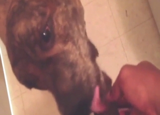 Sexy guy jerks his dick to get the dog going