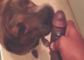 Sexy guy jerks his dick to get the dog going