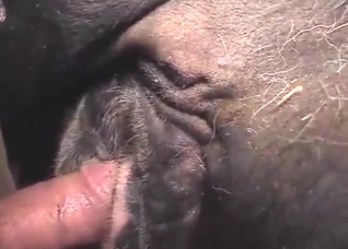 Nighttime fuck with a mare that takes dick