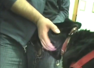 Dude with a nice penis fucks a black Labrador