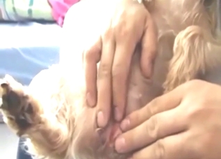 Yorkshire Terrier gets jerks off in a tender vid