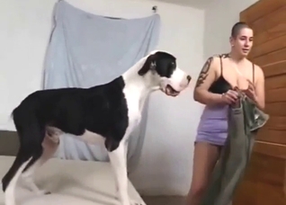 Confident dog shoves its hard cock in a manly MILF