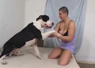 Confident dog shoves its hard cock in a manly MILF