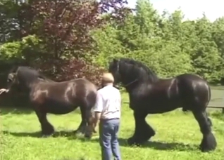 Horse fuck movie with a stallion that wants more