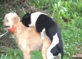 Gay dogs enjoying hardcore outdoor fucking