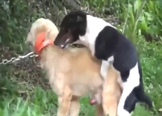 Gay dogs enjoying hardcore outdoor fucking