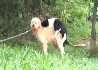 Gay dogs enjoying hardcore outdoor fucking