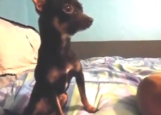 Tiny dog is going to show off its nice boner