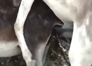 Donkey fuck scene with a large throbbing cock