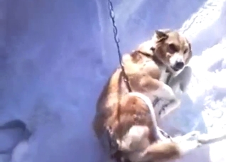 Sexed-up animal is going to get doghole fingered