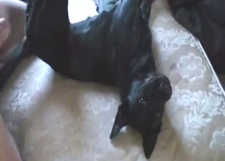 Bitch-ass animal gets fucked by a horny dude